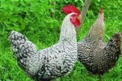 新疆和田黑雞苗養殖基地批發，深受廣大養殖朋友的好評