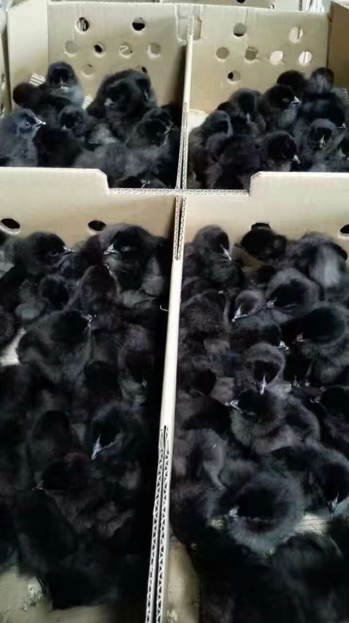 黑雞苗多少錢一隻，黑雞苗哪裡有賣的，黑雞苗