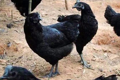 三明黑烏雞苗養殖基地，明黑苗養覓食能力強，烏雞耐粗飼