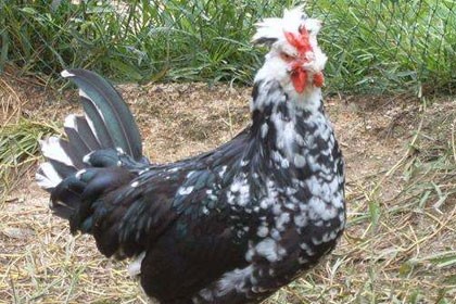 甘肅蘭州貴妃雞養殖優勢，產蛋多，耗料少