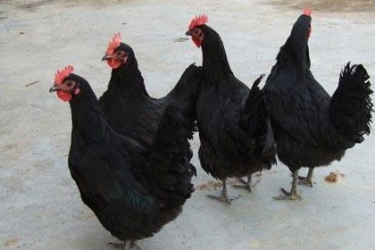甘肅白銀市黑腳土雞苗養殖，含有豐富的膠質蛋白