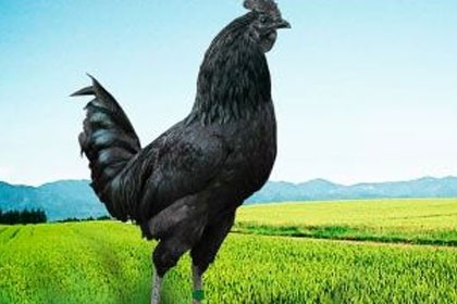 四川樂元綠殼蛋雞供應，提供優質品種