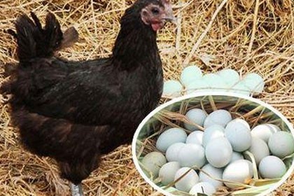 新疆綠殼蛋雞苗出售，誠信經營，放心選擇