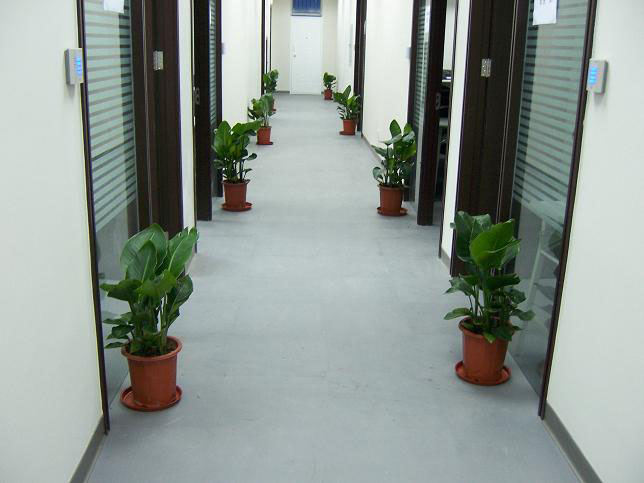 南甯植物租擺，辦公室綠色植物養護通則