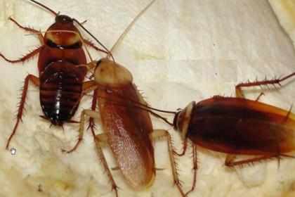 清洁4,有机氟类杀虫剂氟虫胺,氟蚁腙,氟磺酰胺等.