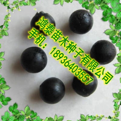 青枫,元宝枫,血皮槭,小叶鸡爪槭,腊梅,白榆,千金榆,白蜡,鹅耳枥,刺槐