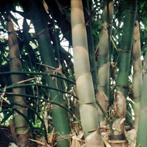 福建綠化竹種竹苗銷售，優良品種