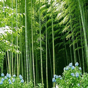 福建綠化竹種竹苗，惠互利合作雙赢