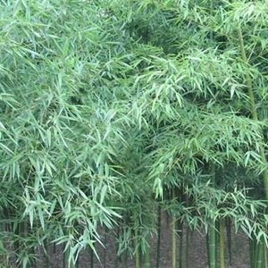產品質量保證，福建培育的各類竹子