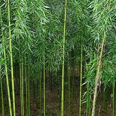三明綠化竹種竹苗基地直銷，品種好，價格優