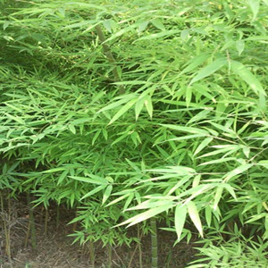 100品質保證，福建綠化竹種竹苗