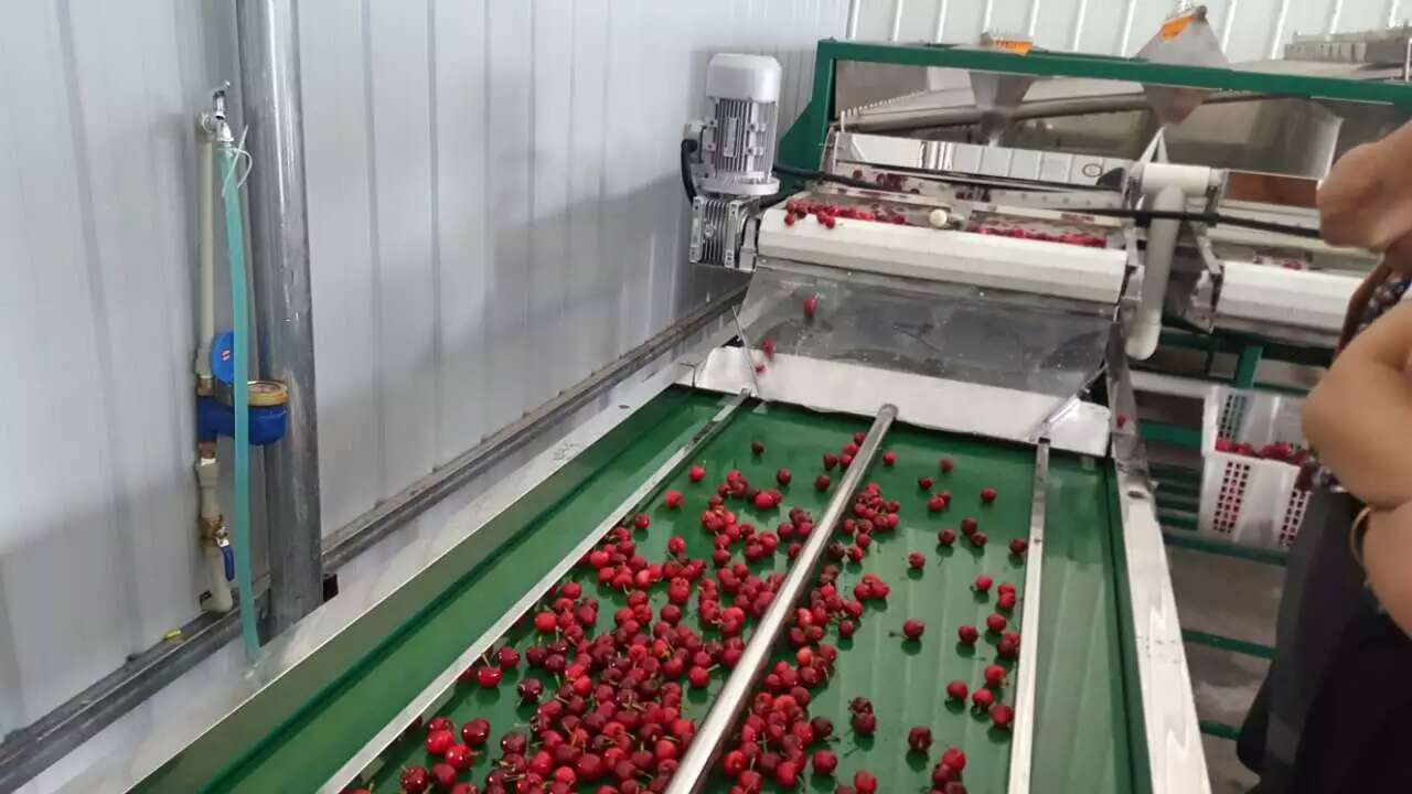 凯祥樱桃选果机厂家高新技术水冷无损分选樱桃大小