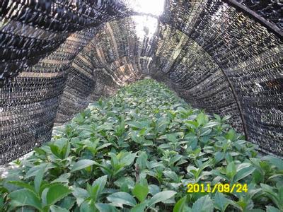 福建草珊瑚種苗基地，草珊瑚的繁育技術