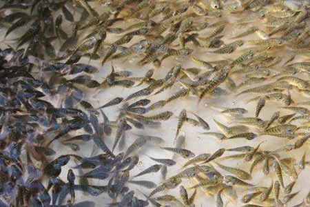 專門從事鄭州鲢魚苗銷售，深受客戶好評