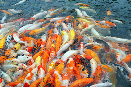 鄭州各種淡水魚苗出售，養殖專業戶，經驗豐富