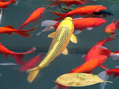 河南錦鯉繁育中心，體格健美，色彩豔麗