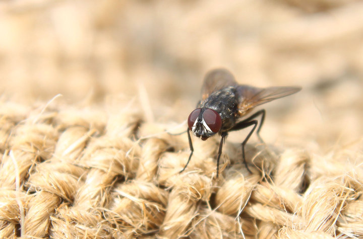 苍蝇有些什么危害都知道吗