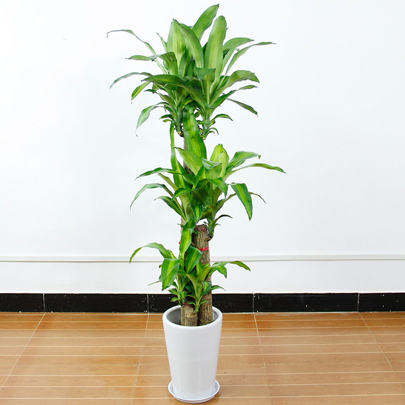 武汉办公室绿植租赁花卉租摆武汉写字楼植物盆栽出租