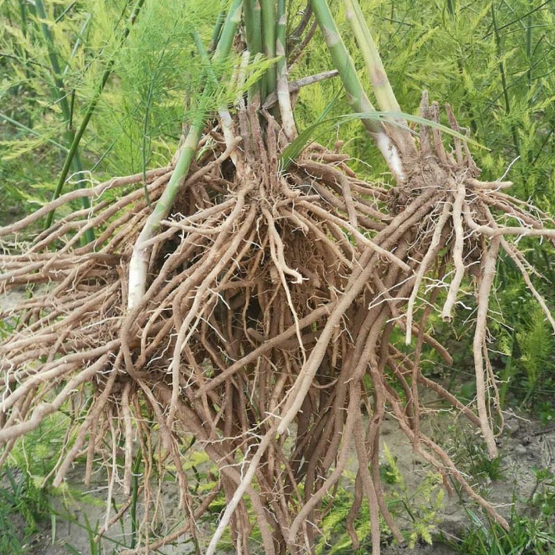 芦笋种苗多年生芦笋苗芦笋大苗小苗基地供应根系多发