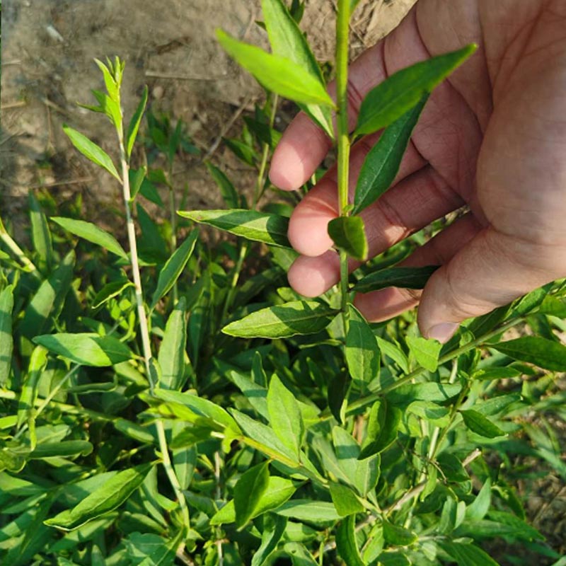 大叶枸杞菜,种苗种子,多次采收