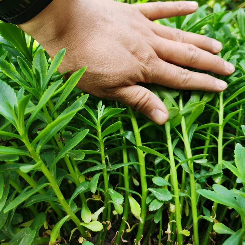 养心菜种子种籽孑救心菜四季菜苗高钙根苗菜籽盆栽苗子