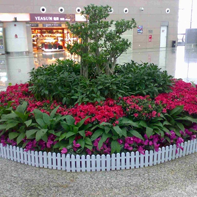 重慶花卉植物出租，質量可靠，供貨及時