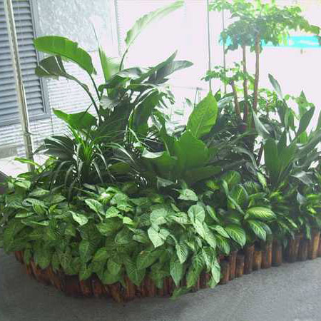 重慶綠植租賃，重慶租賃可以提供擺放方案的綠植設計
