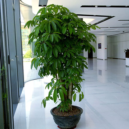 植物租賃優勢，重慶事業單位綠色植物租賃
