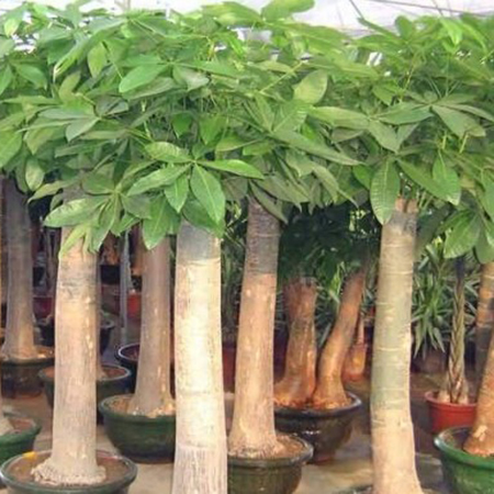 重慶植物租賃公司說說發财樹的換盆方法