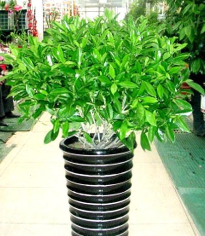 自然勻稱，葉色自然，重慶植物租賃服務公司