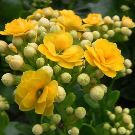 重慶植物租賃介紹長壽花開花後要怎麼養護
