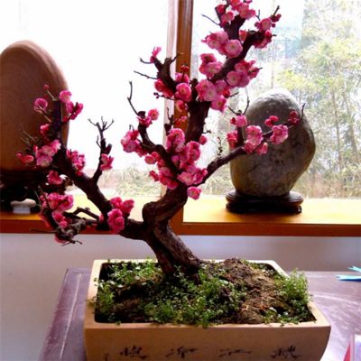 重慶植物租賃總結冬季室内花卉的養植技巧