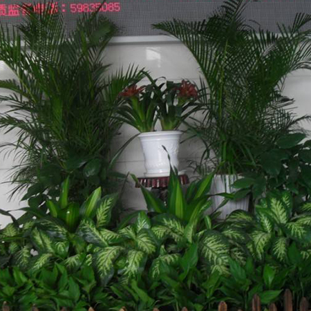 重慶植物租擺，可為用戶提供專業的綠化養護方案