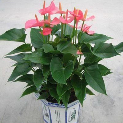 重慶植物租擺，重慶植物租擺質量價格公道，價格質量保證