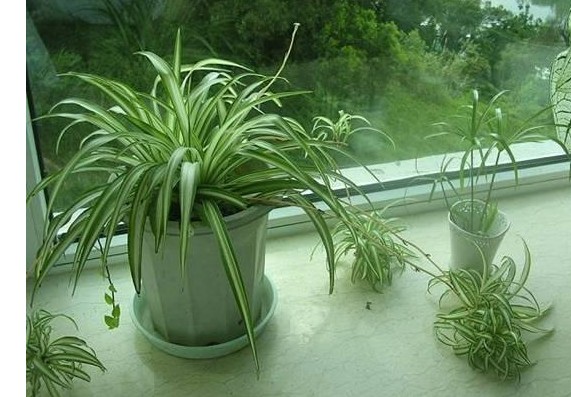 專注于重慶植物租賃，專注造型獨特，于重綠色健康