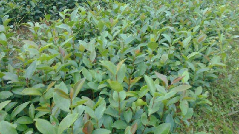 重慶開州區高産油茶苗種産地，追求，盡善盡美