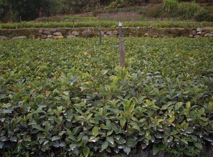 重慶大渡口區高産油茶苗批發，哪些苗木效益高