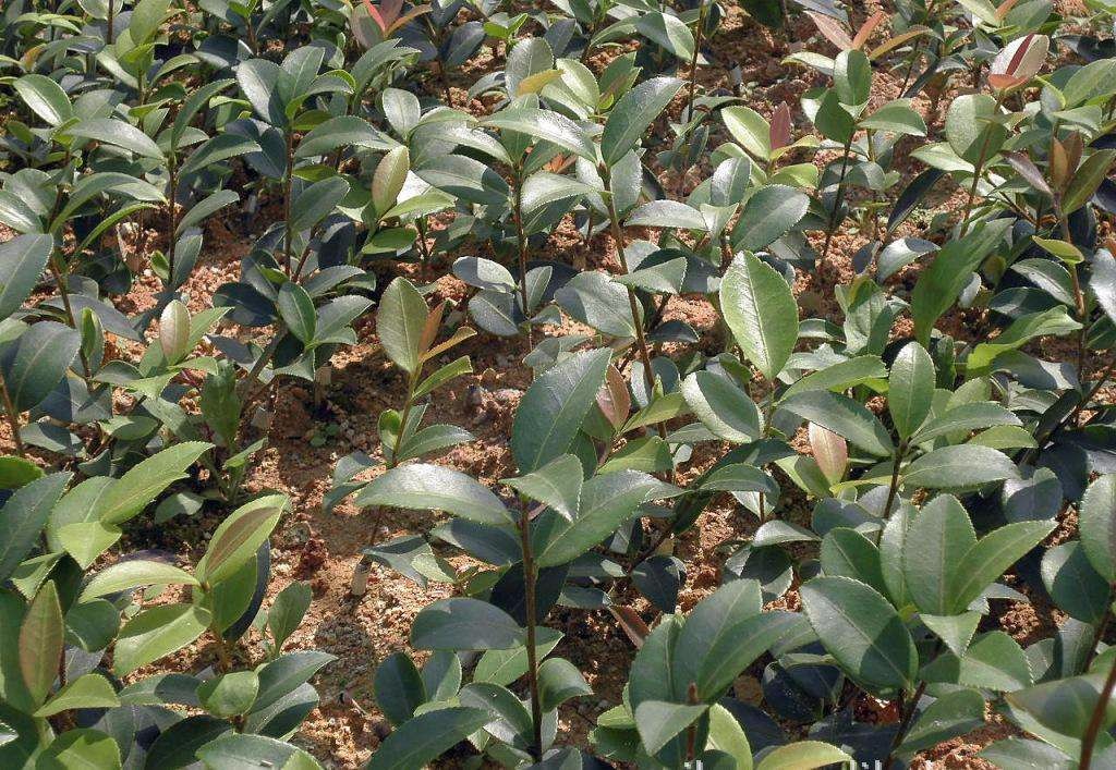 重慶巴南區高産油茶苗種産地，品種優良存活率高