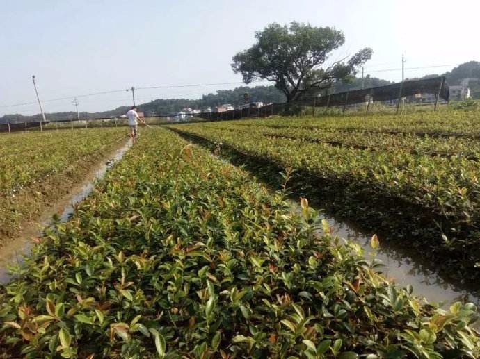 重慶梁平區高産油茶苗種産地，專業專注，全心服務