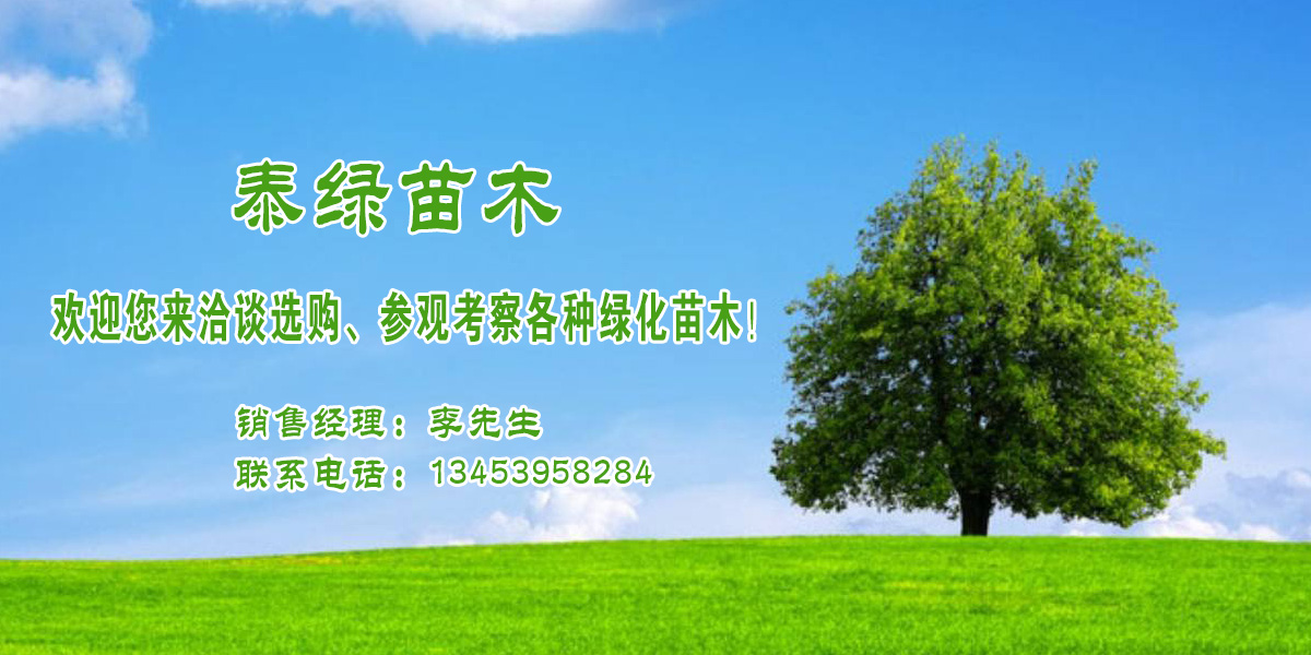 绿化苗木批发树苗