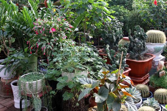 深圳福田區花卉植物租擺，熱忱服務與每一位客戶