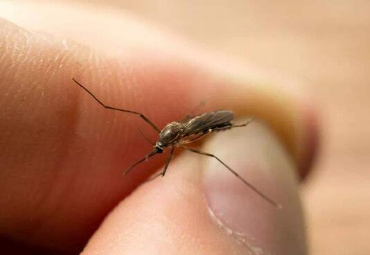 51_产品图片_广州番禺区灭白蚁,白云区灭鼠公司,黄埔区灭蚊子灭跳蚤