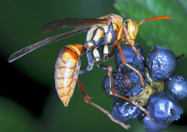 51_产品图片_杭州番禺区灭白蚁,杭州白云区灭鼠公司