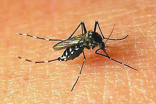 31_产品图片_广州番禺区灭白蚁,白云区灭鼠公司,黄埔区灭蚊子灭跳蚤