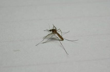 91_产品图片_广州番禺区灭白蚁,白云区灭鼠公司,黄埔区灭蚊子灭跳蚤