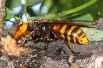 广州白云灭杀马蜂,经验丰富,价格公道