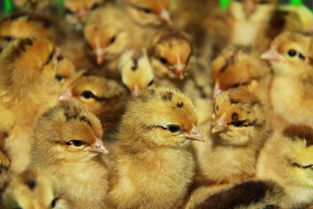 廣州麻黃雞苗養殖，生長速度快，抗病力強