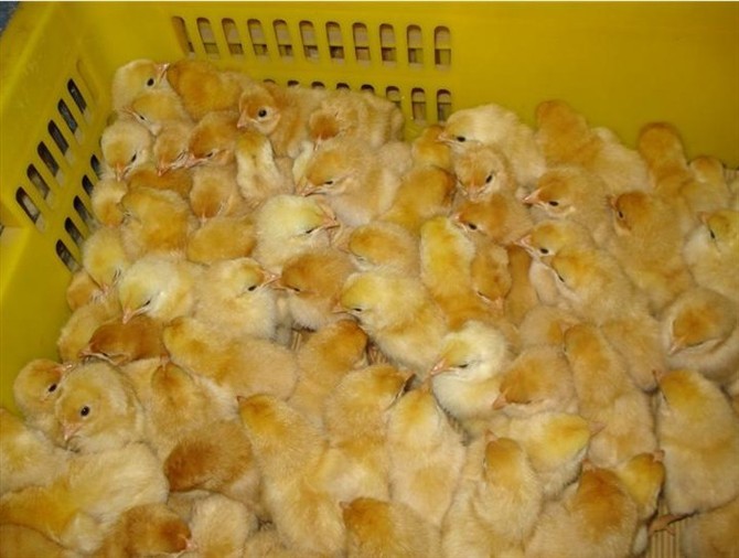 廣州雞苗孵化價格，獲得客戶高度評價