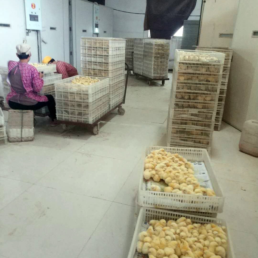廣州麻雞苗廠家，工作人員經驗豐富