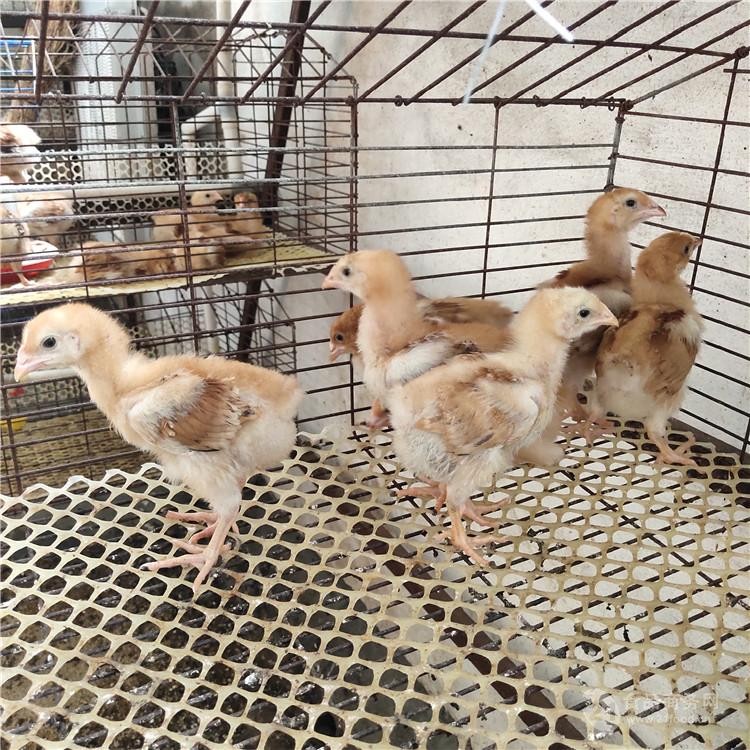 廣州雞苗孵化銷售，提供一站式服務